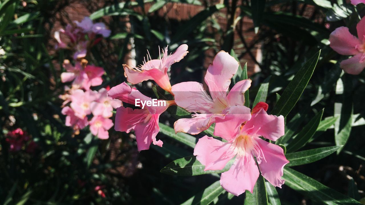 CLOSE-UP OF PINK FLOWERS