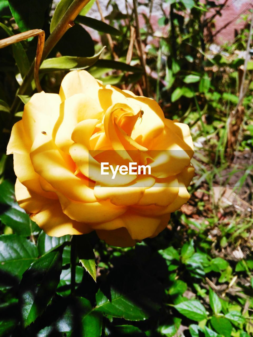 CLOSE-UP OF FRESH YELLOW ROSE BLOOMING IN GARDEN