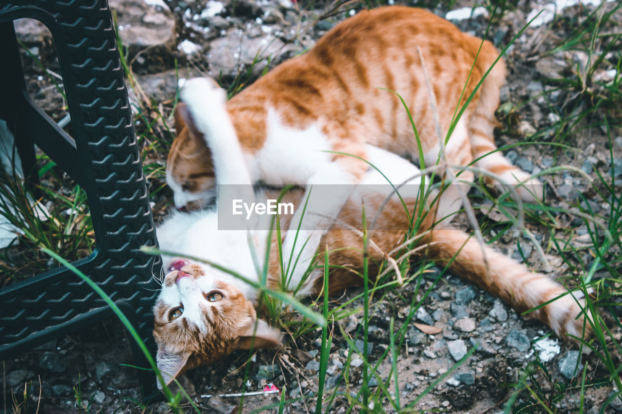 High angle view of cat on field