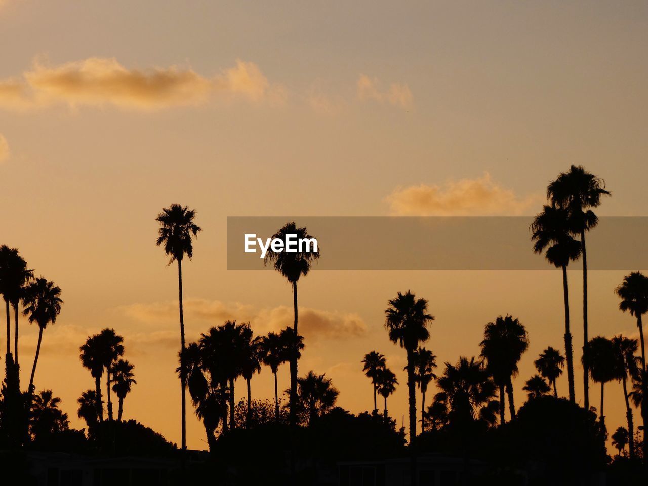 Silhouette palm trees against sky during sunset