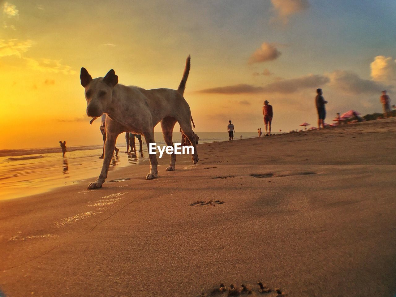 Dog walking at beach during sunset