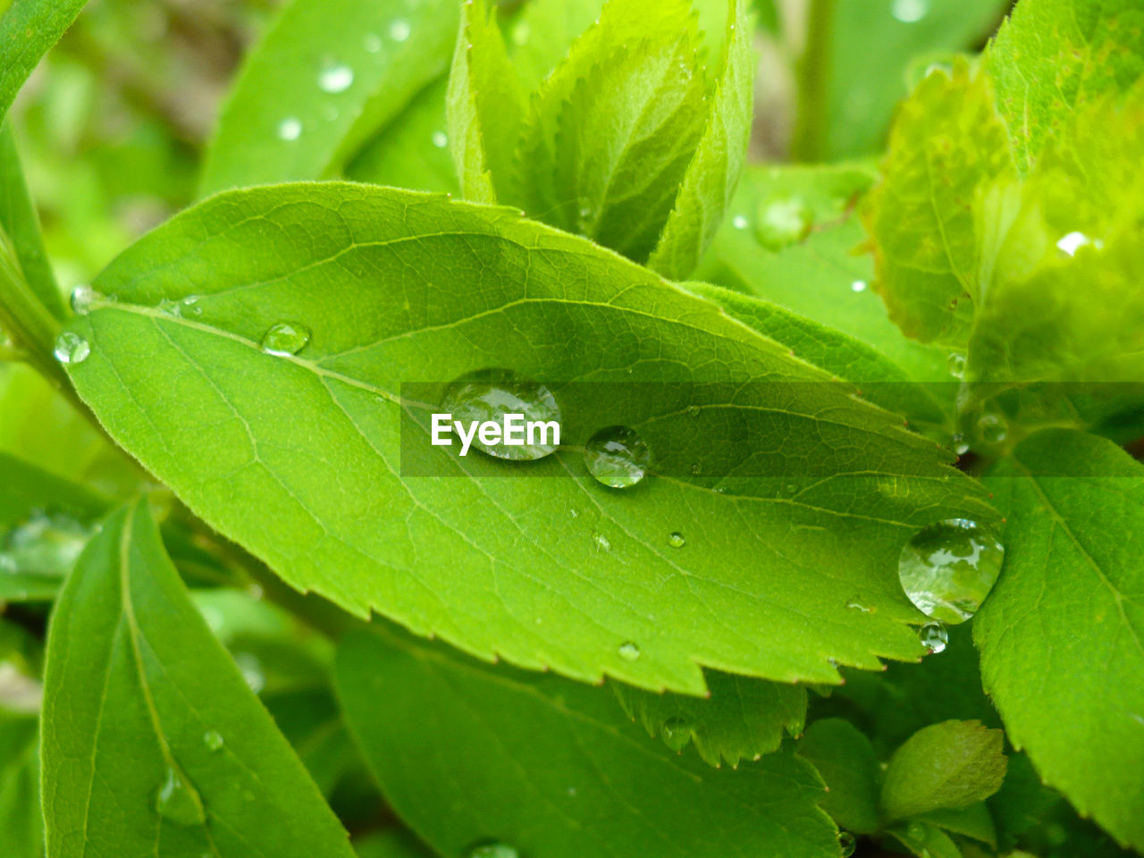 CLOSE-UP OF WET PLANT LEAF