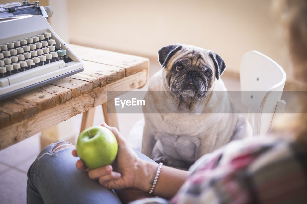 Midsection of woman holding granny smith apple while sitting with dog at home