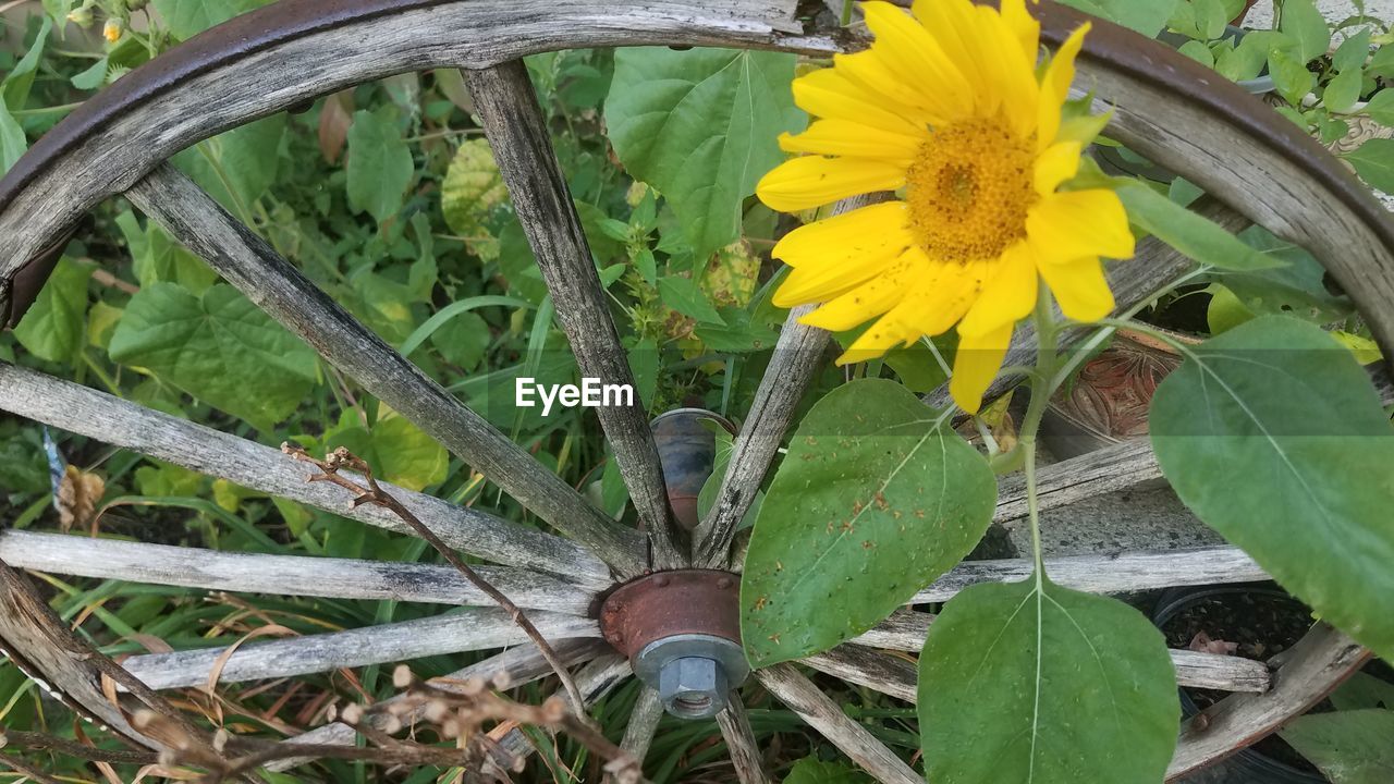 CLOSE-UP OF YELLOW FLOWER GROWING OUTDOORS