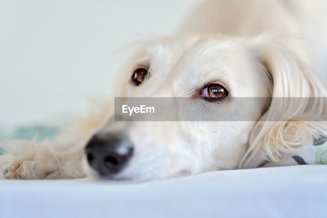 pet, dog, canine, one animal, mammal, domestic animals, animal themes, animal, close-up, puppy, portrait, lying down, relaxation, white, retriever, cute, animal body part, indoors, looking at camera, no people, golden retriever, selective focus, looking