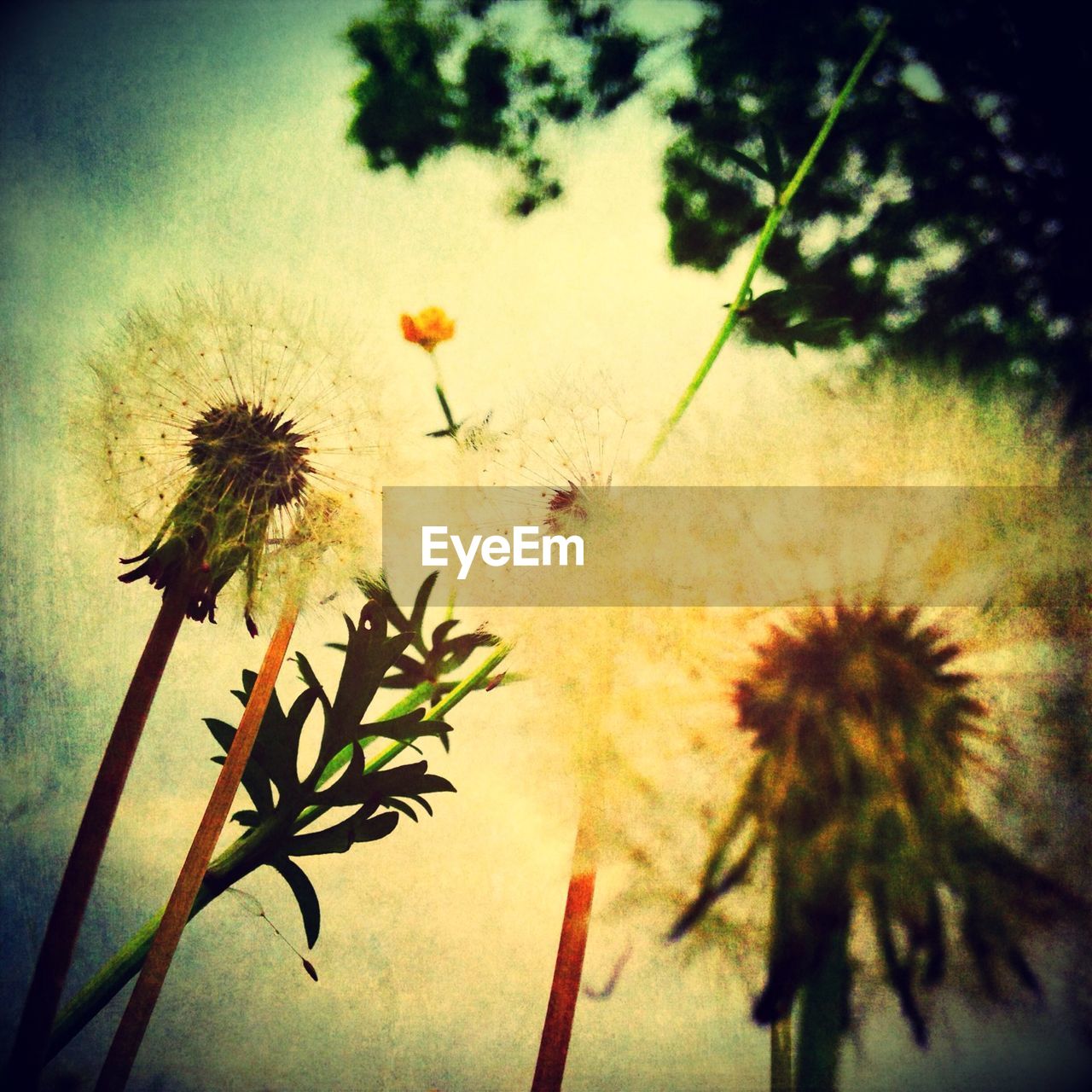 Low angle view of dandelion seeds growing against sky