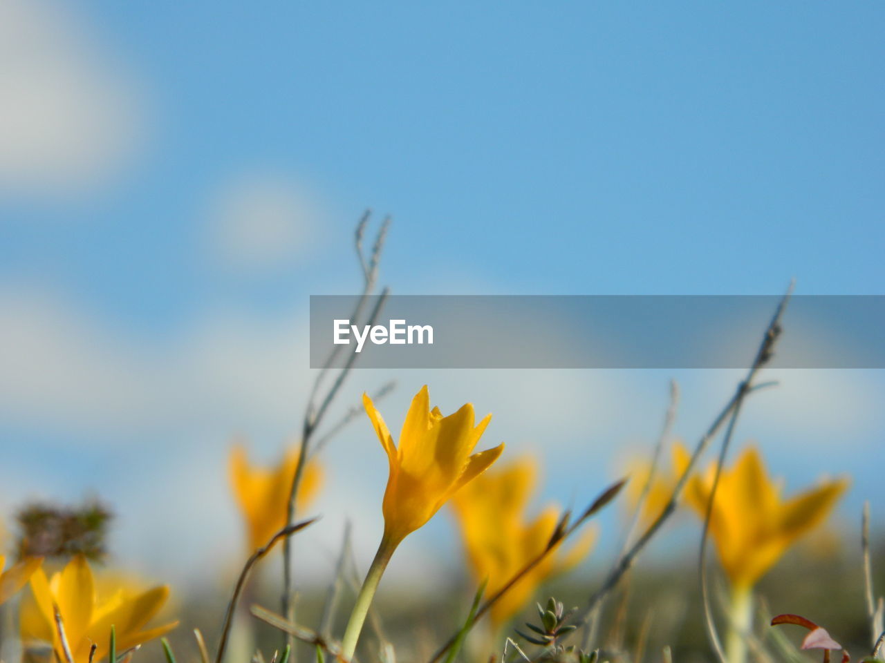 Yellow crocus growing on field against sky