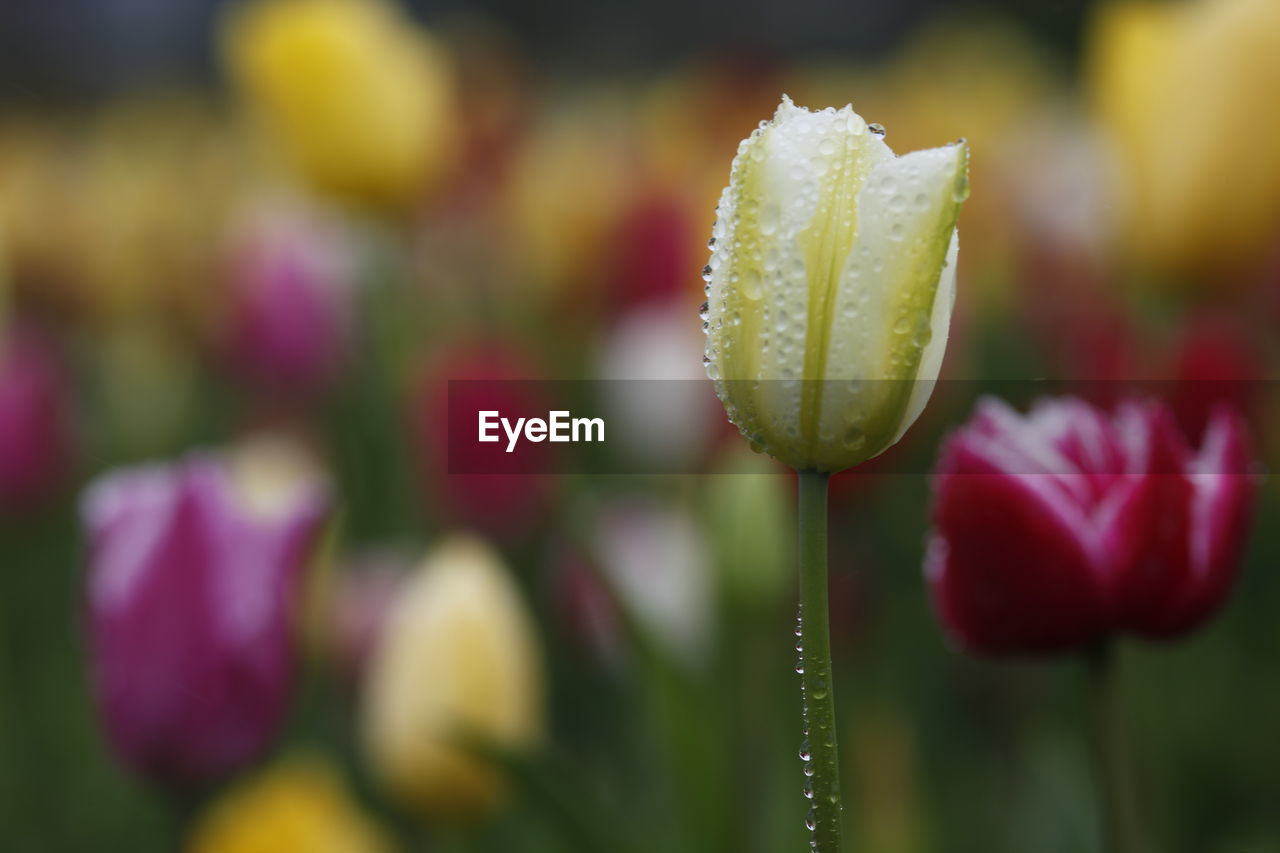 Close-up of wet yellow tulip in garden