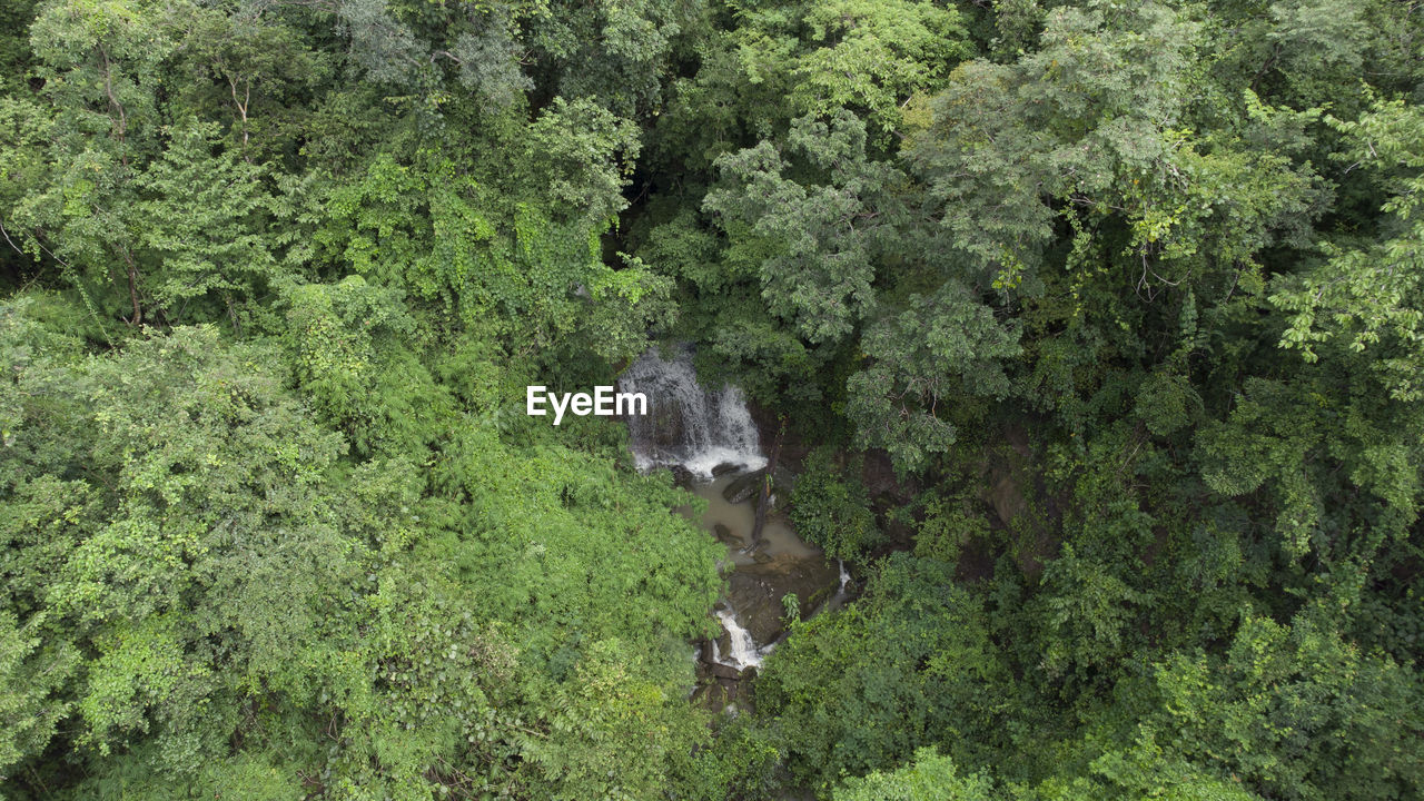 HIGH ANGLE VIEW OF A FOREST