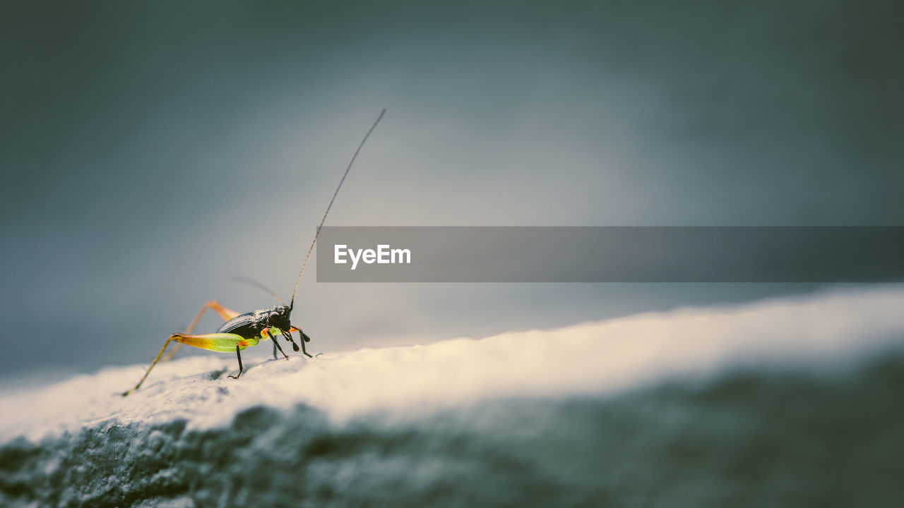 nature, animal, macro photography, animal wildlife, insect, one animal, sky, animal themes, beauty in nature, day, wildlife, outdoors, environment, selective focus, no people, copy space, wing, close-up, water, sports, cloud