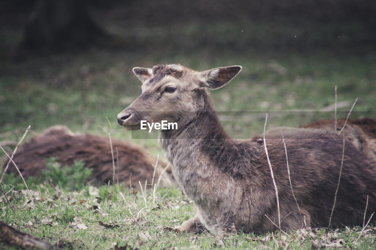 DEER ON FIELD