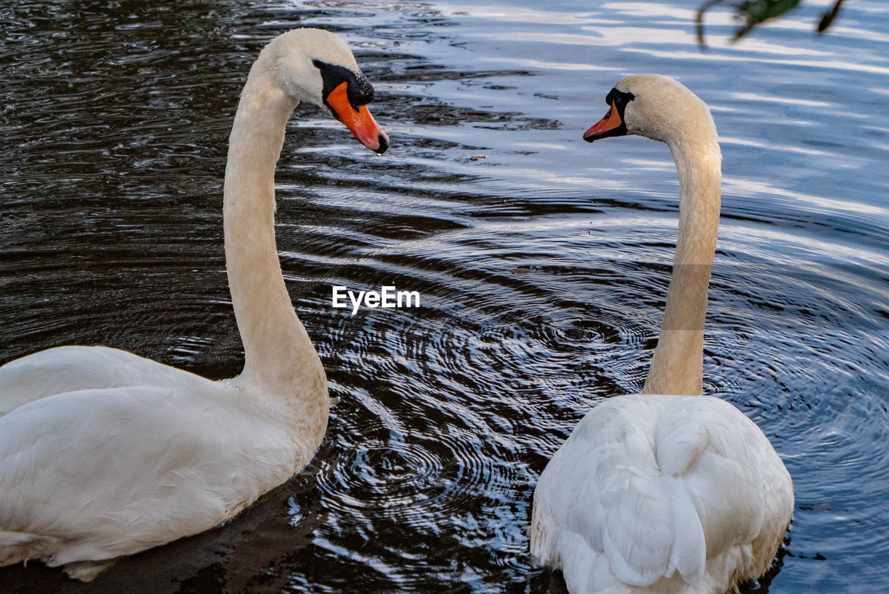 animal themes, animal wildlife, wildlife, bird, animal, swan, water, group of animals, beak, lake, nature, ducks, geese and swans, water bird, swimming, no people, two animals, togetherness, beauty in nature, day, white, outdoors, mute swan, zoology