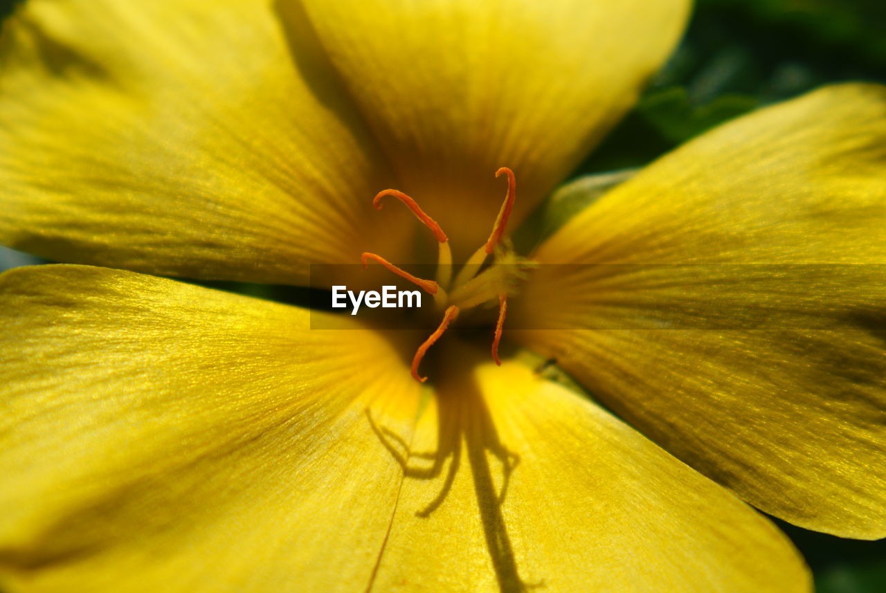 Close-up of yellow day lily blooming outdoors