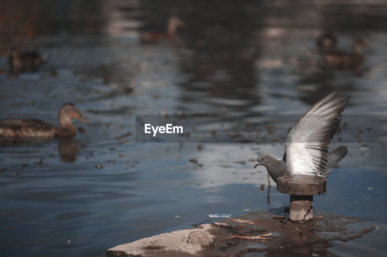 Pigeon flying over lake