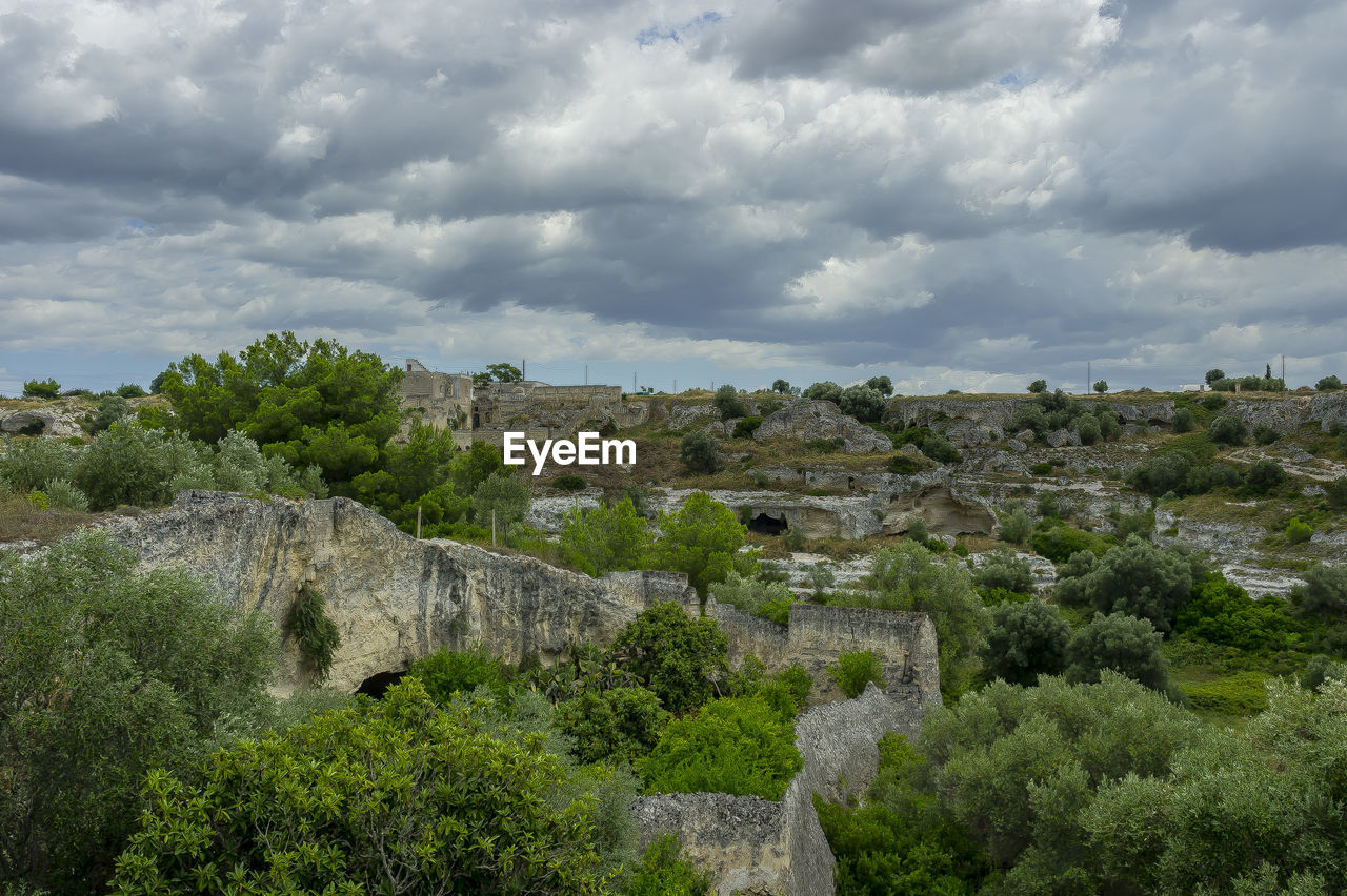 View of plants growing on landscape against cloudy sky