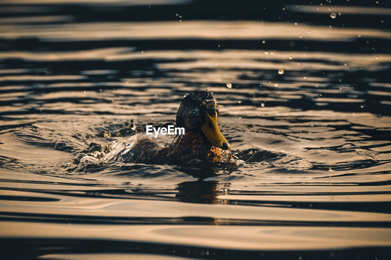 Close-up of duck swimming in lake