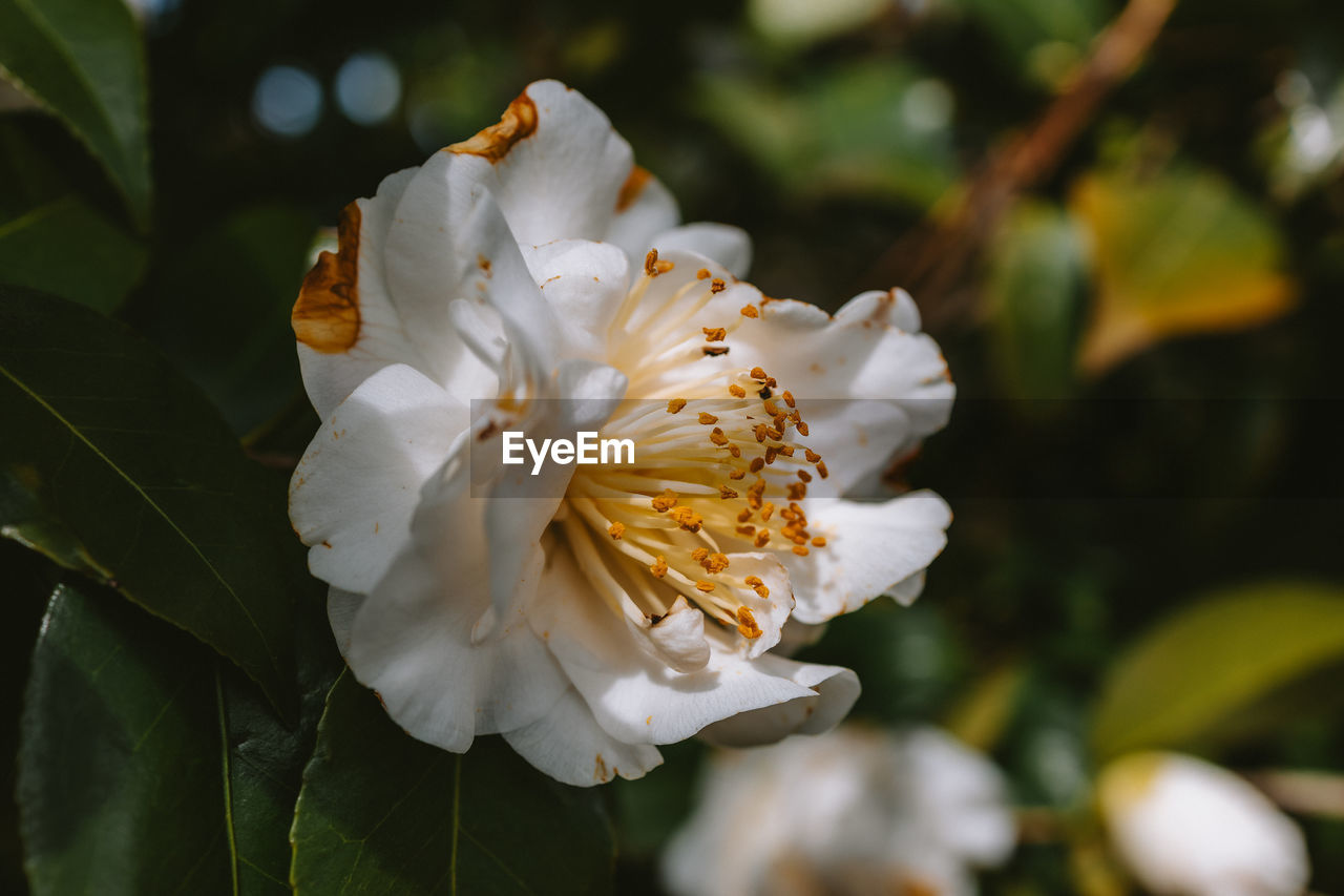 close-up of white rose blooming outdoors