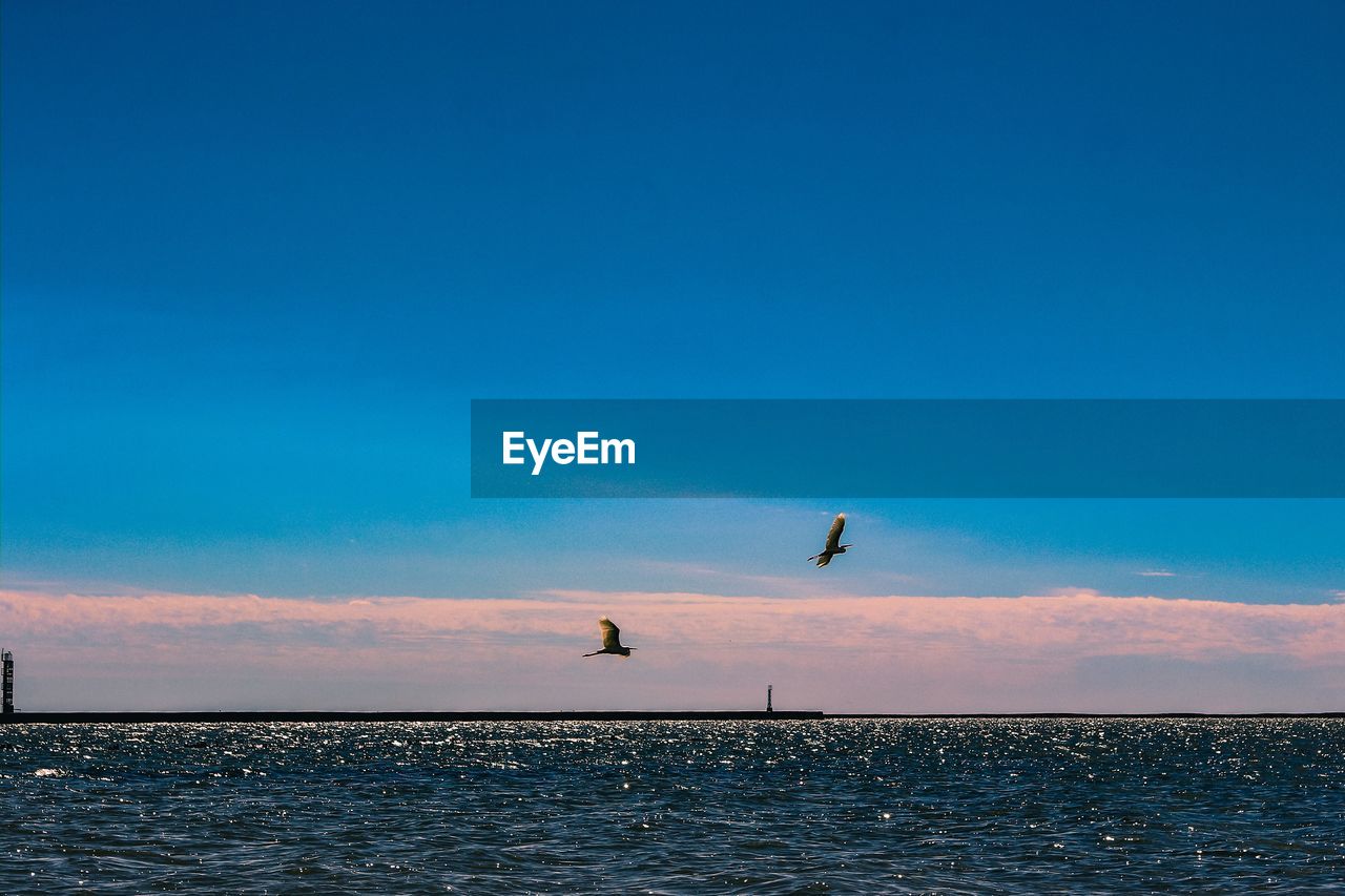 VIEW OF BIRDS FLYING OVER SEA