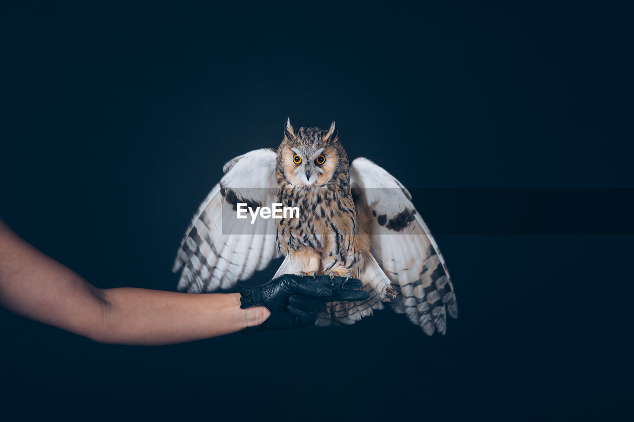 Owl perching on human hand against black background