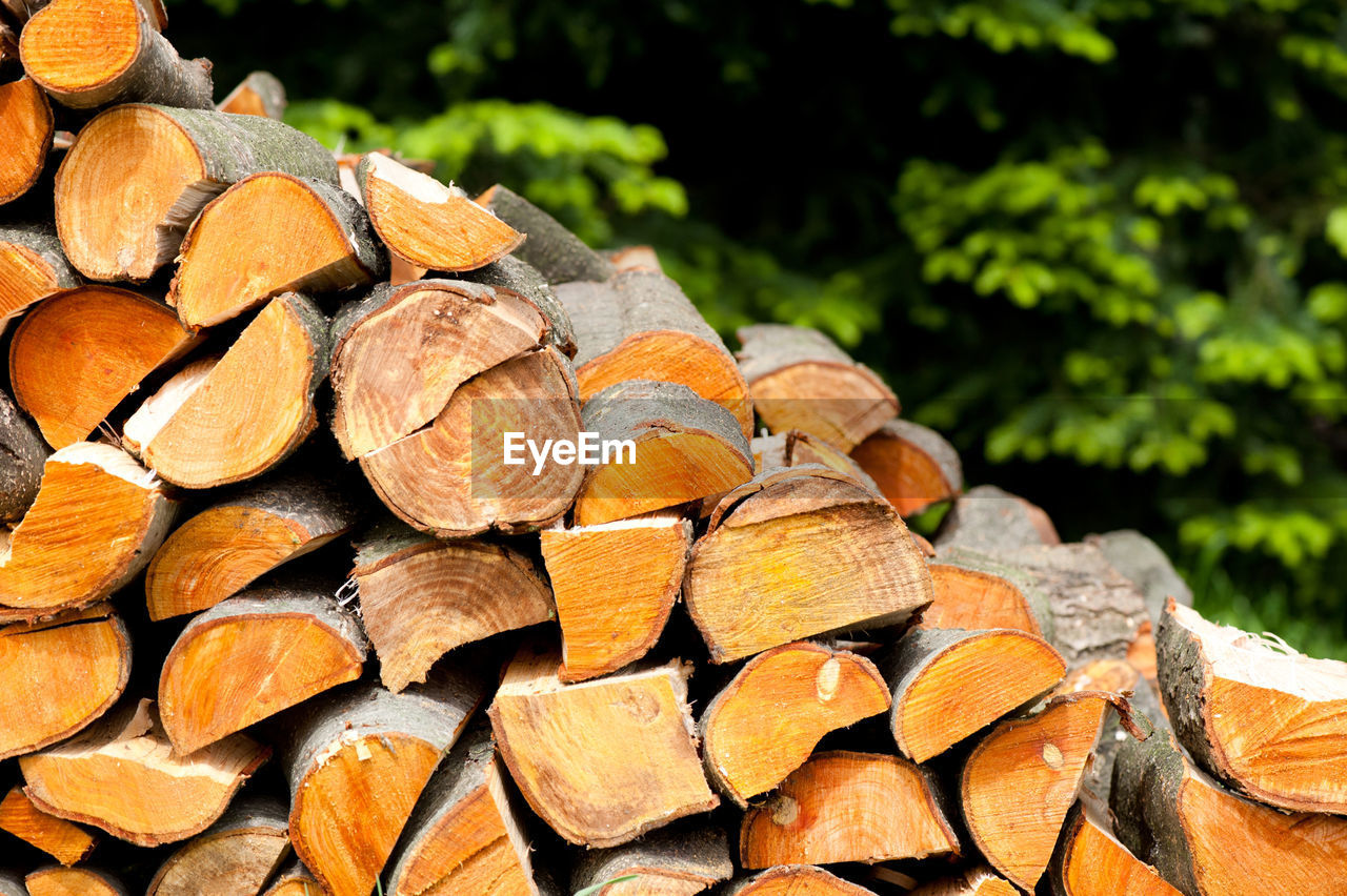 CLOSE-UP OF LOGS STACK OF TREE IN FOREST