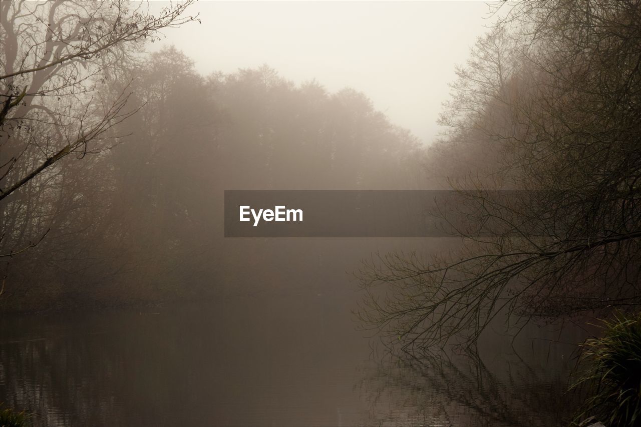 VIEW OF TREES IN FOG