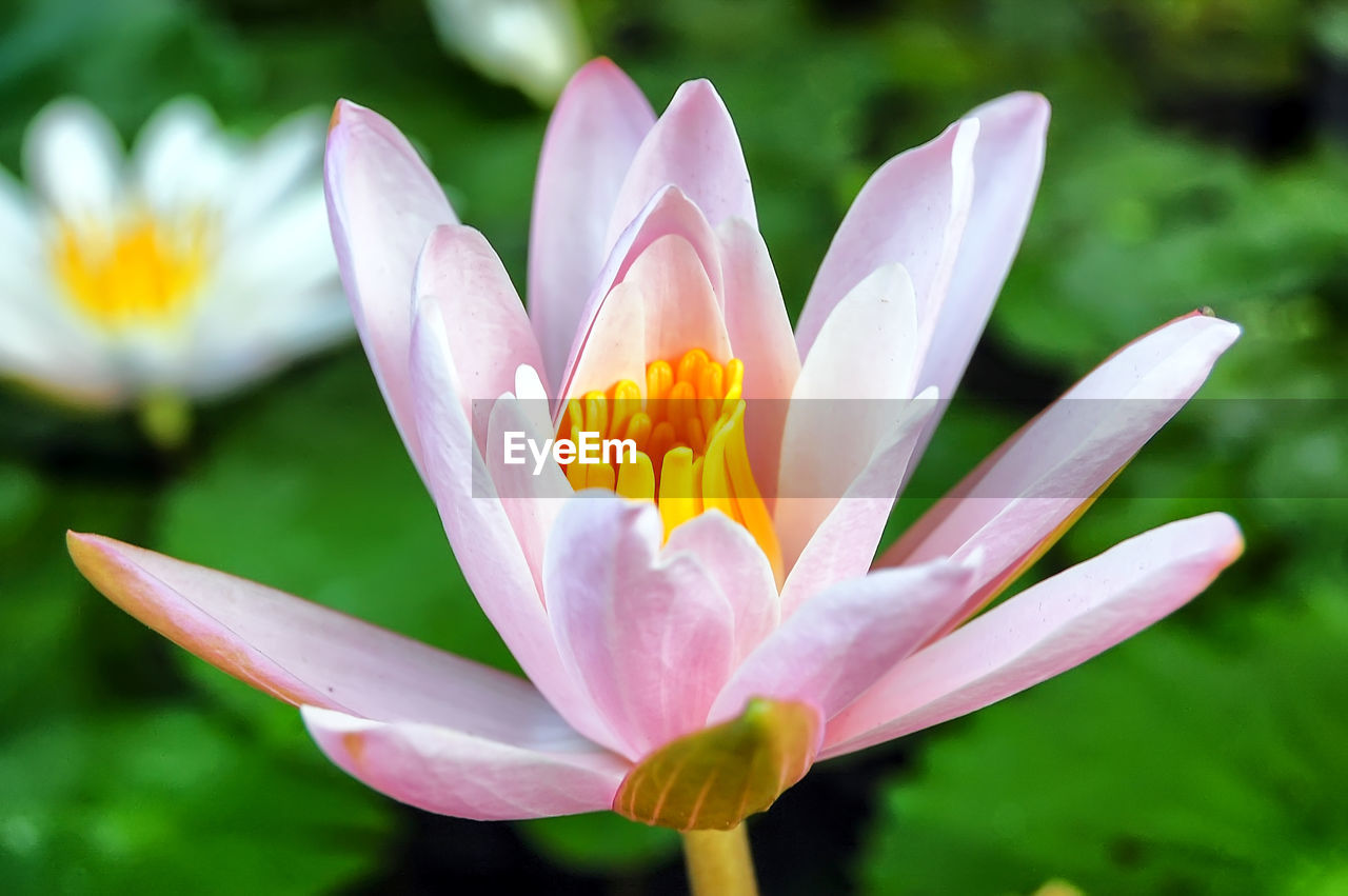 Close-up of water lily