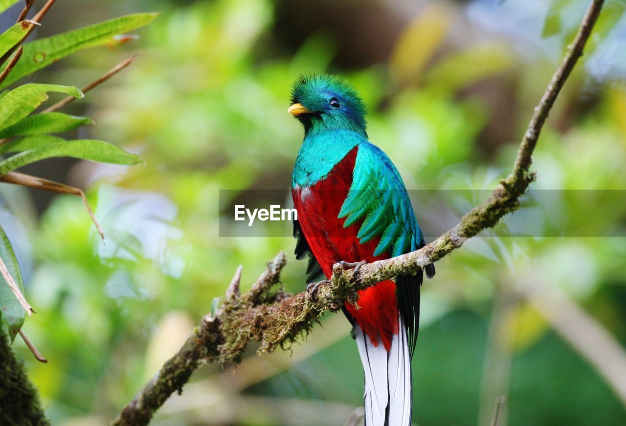 Parrot perching on branch