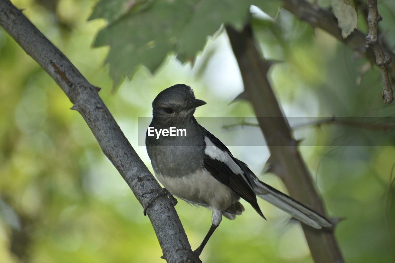 animal themes, animal, animal wildlife, bird, wildlife, tree, beak, one animal, plant, branch, perching, nature, black, outdoors, no people, environment, blackbird, beauty in nature, forest, full length, wilderness