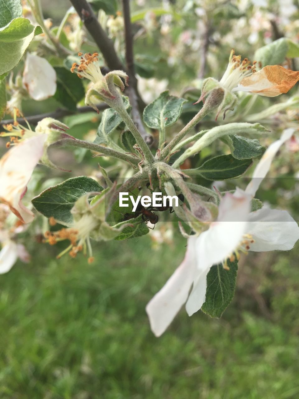 CLOSE-UP OF WHITE FLOWERS