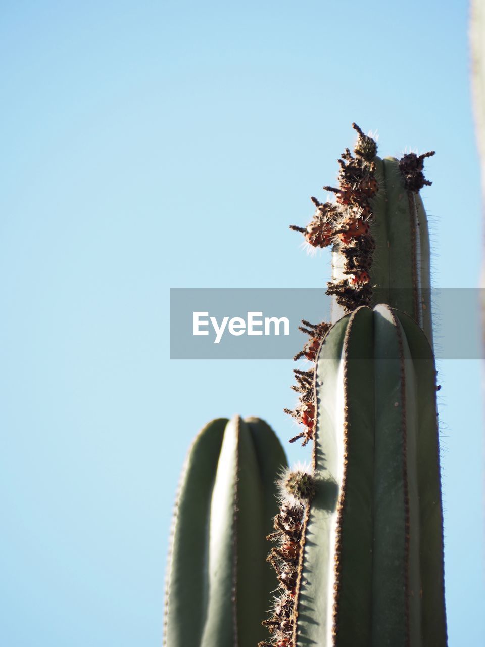 LOW ANGLE VIEW OF CACTUS PLANT AGAINST CLEAR BLUE SKY