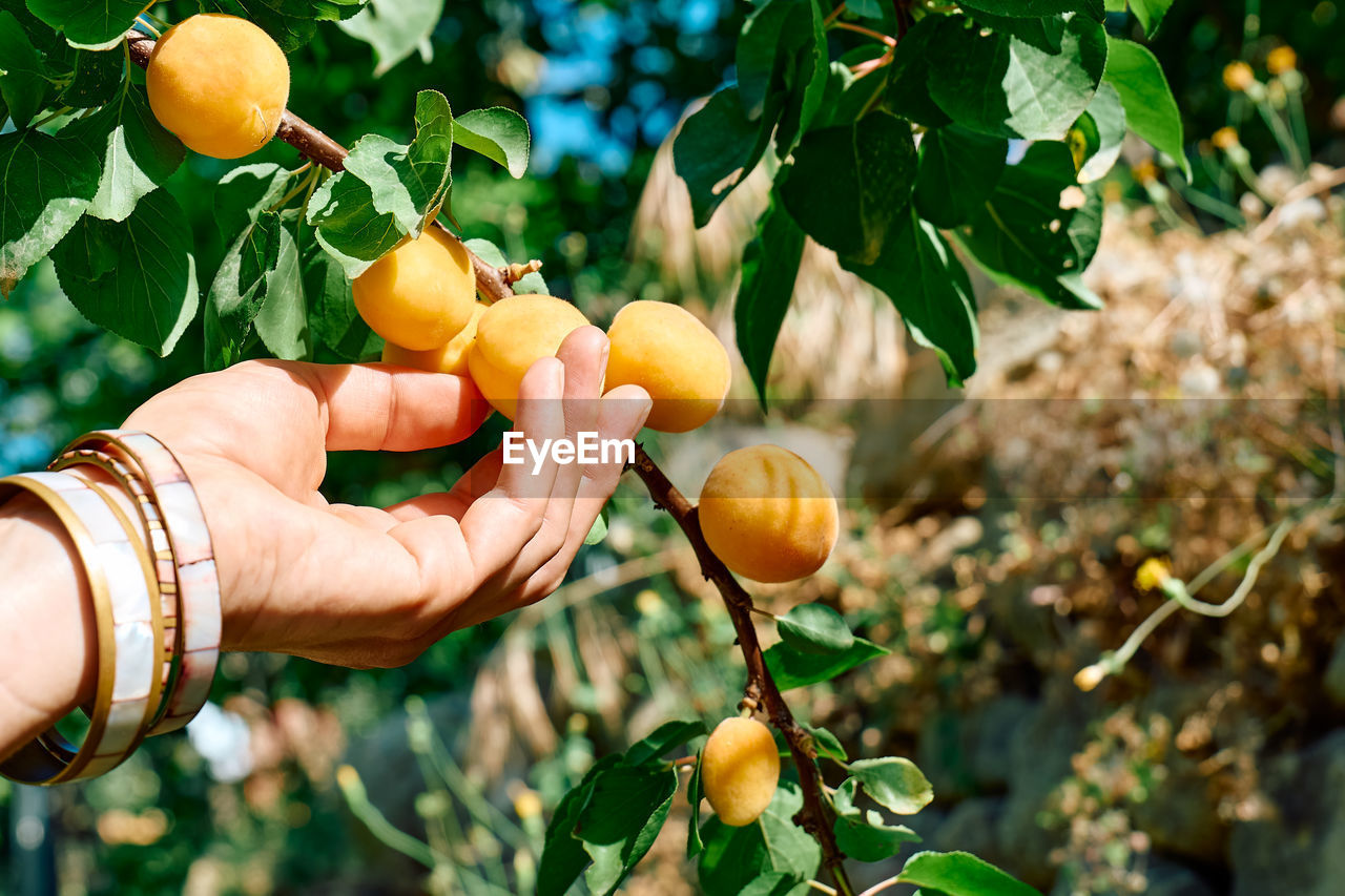 Woman's hand pick a ripe apricot on branch with apricots hanging on a tree in garden in summer day. 
