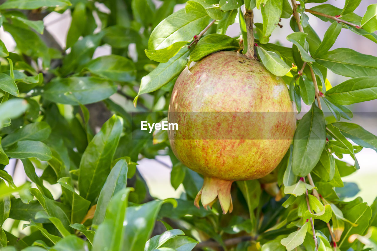 Close up pomegranates on tree banches in green nature.