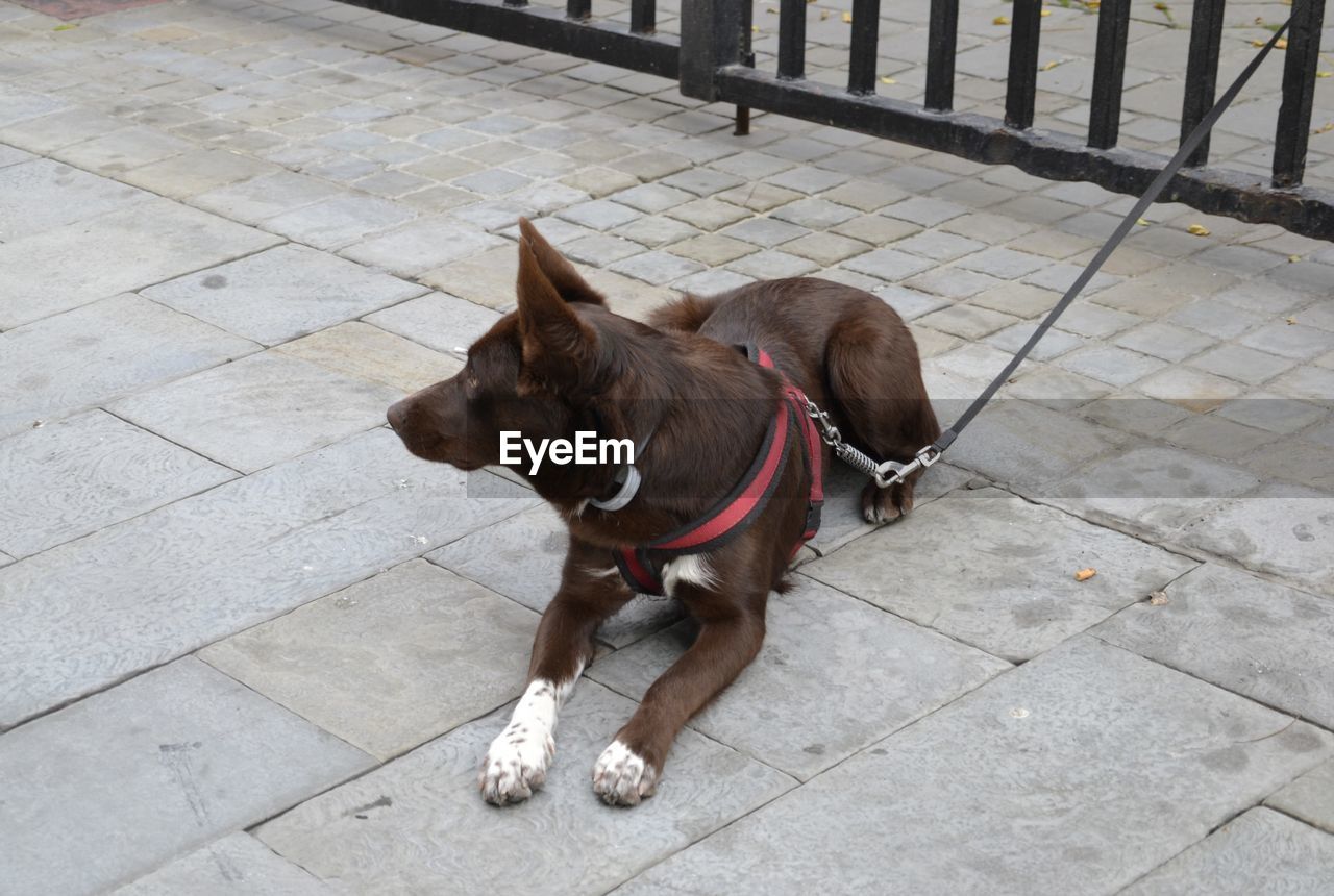 HIGH ANGLE VIEW OF A DOG ON SIDEWALK