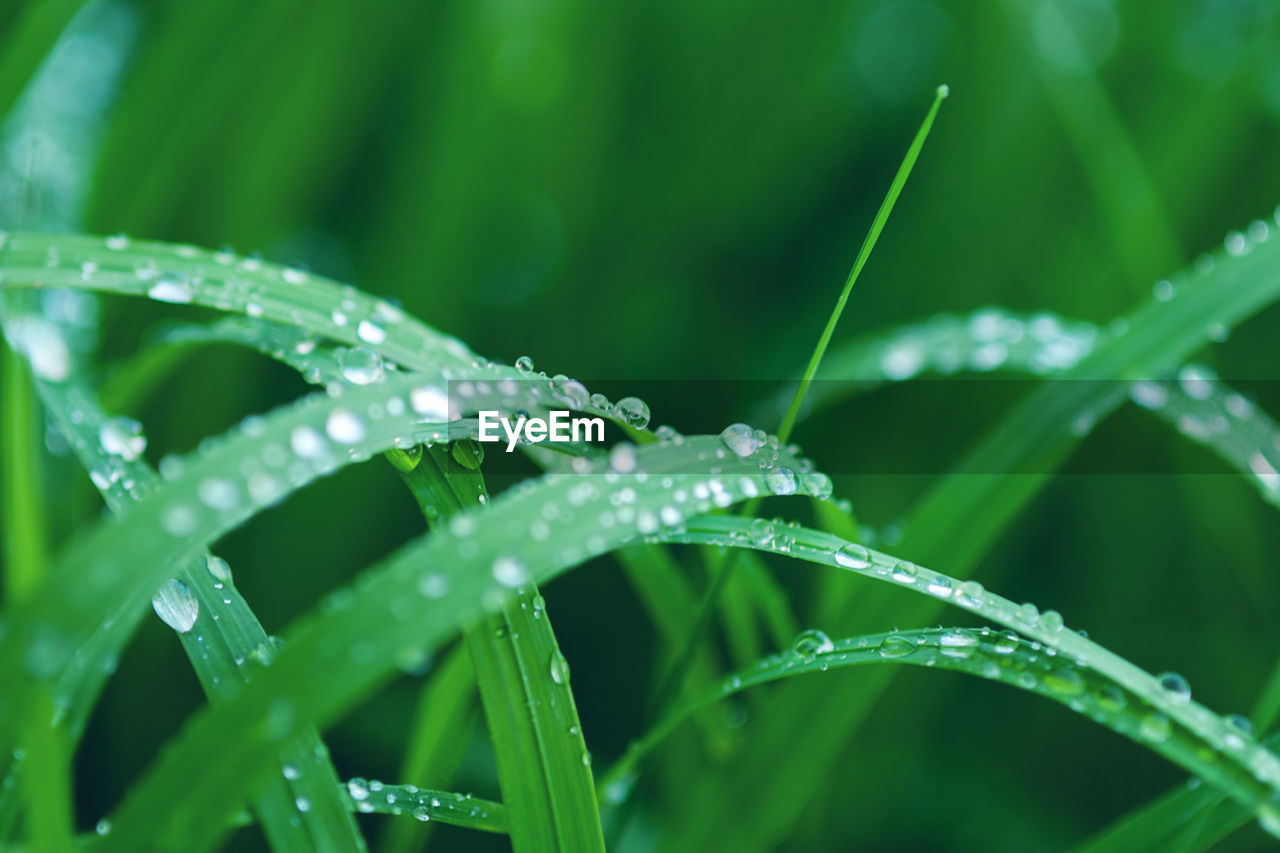 Close-up of wet plant during rainy season