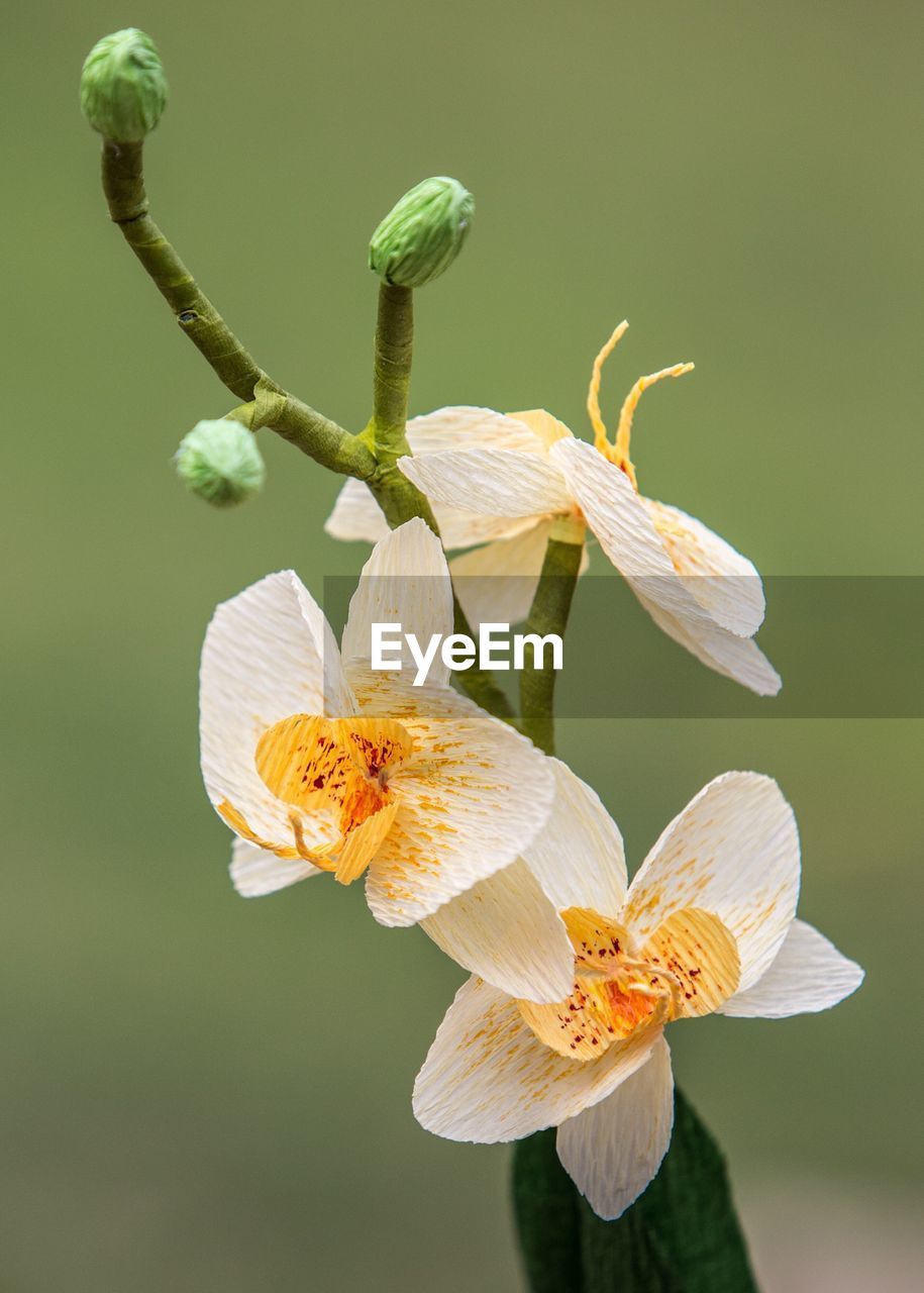 Close-up of white flowering plant