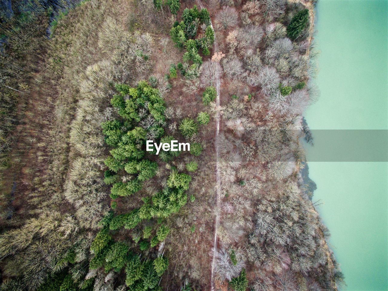 Scenic view of tree by mountain