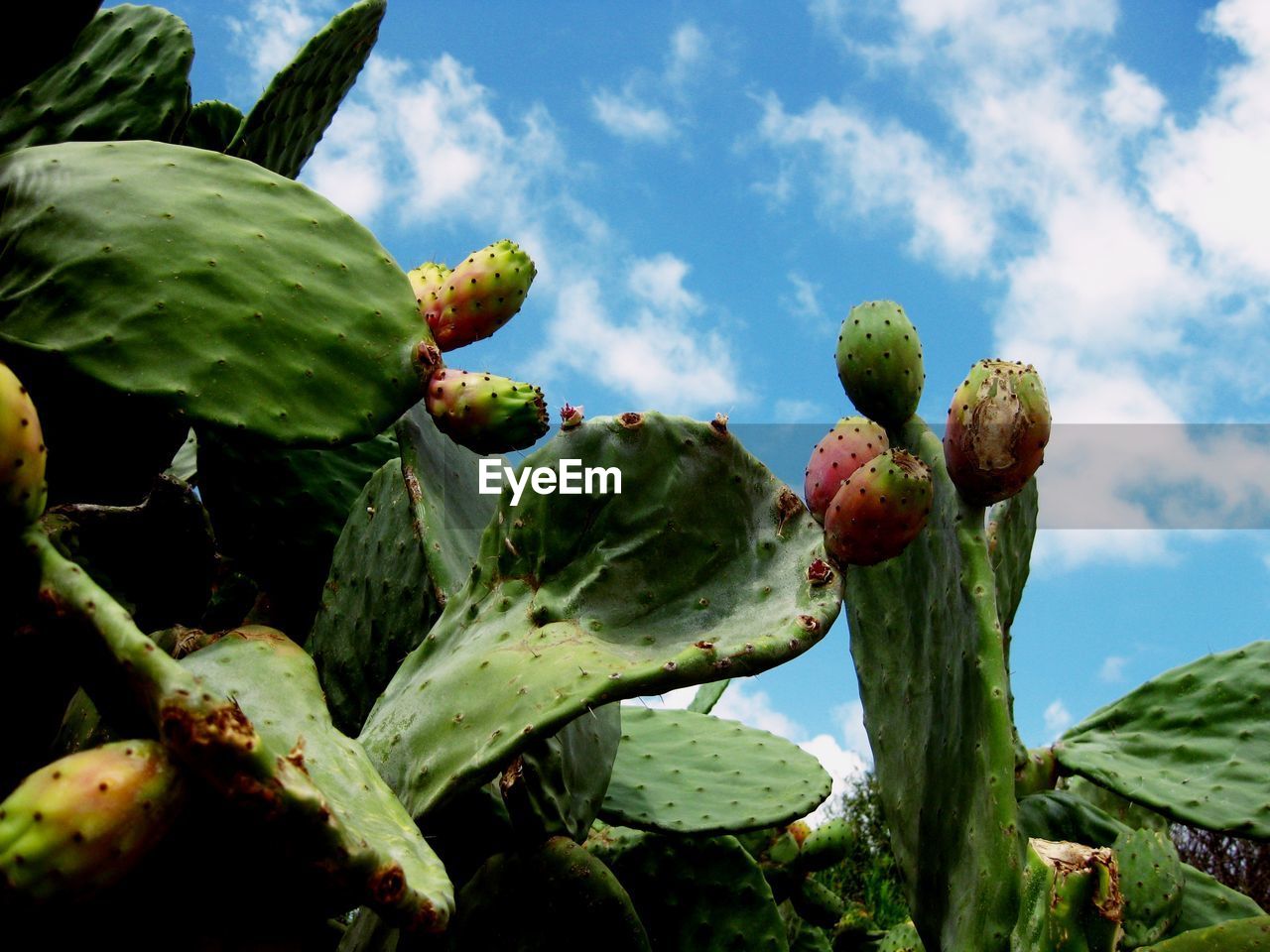 Close-up of cactus growing against sky