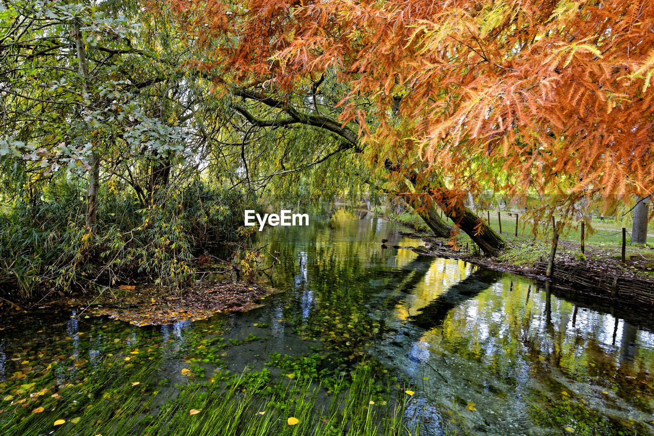 Scenic view of lake in forest