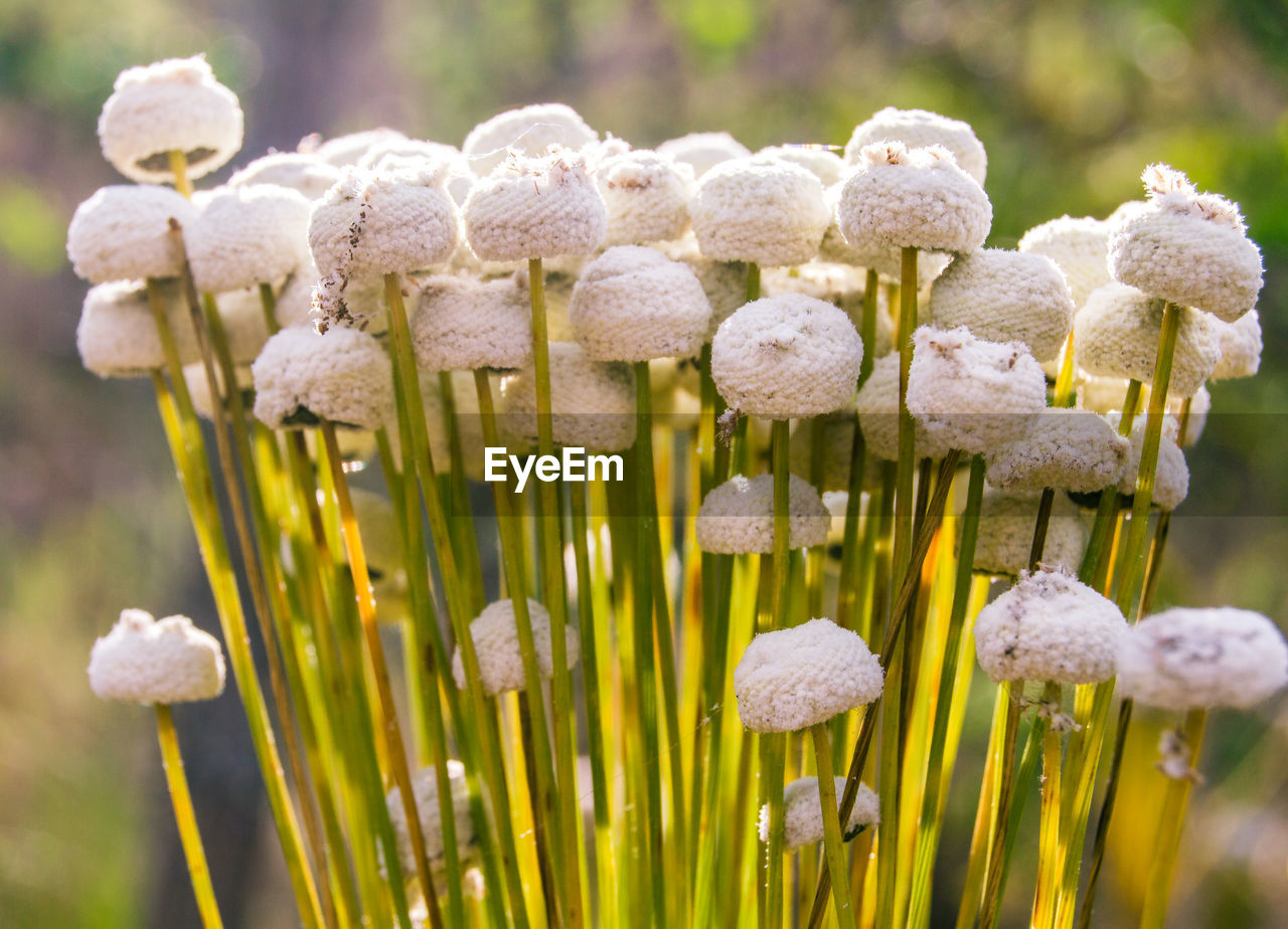 CLOSE-UP OF WHITE FLOWERS GROWING IN FIELD