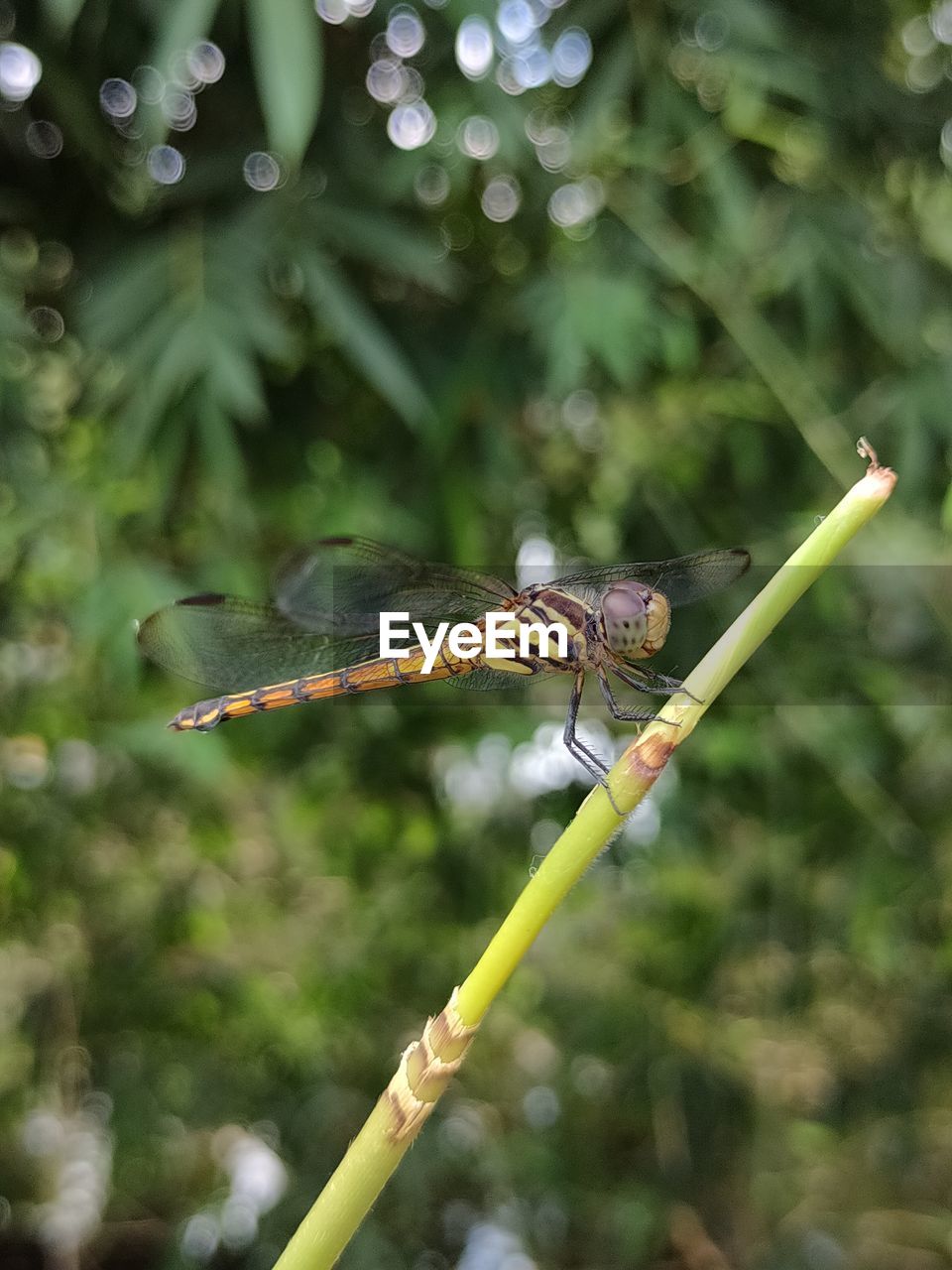 Close-up of dragonfly on plant