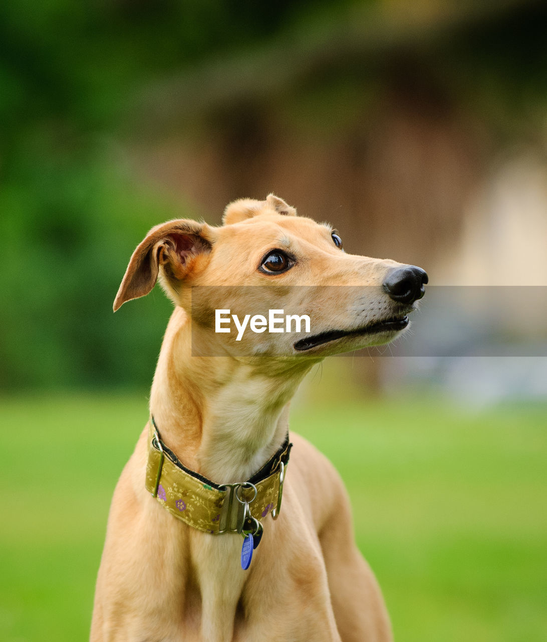 CLOSE-UP OF A DOG LOOKING AWAY OUTDOORS