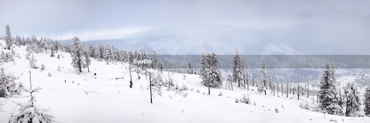 Panoramic view of trees on snow covered landscape