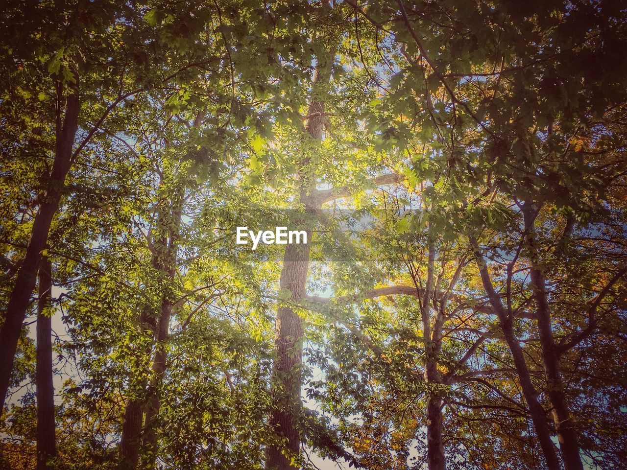 LOW ANGLE VIEW OF TALL TREES IN THE FOREST