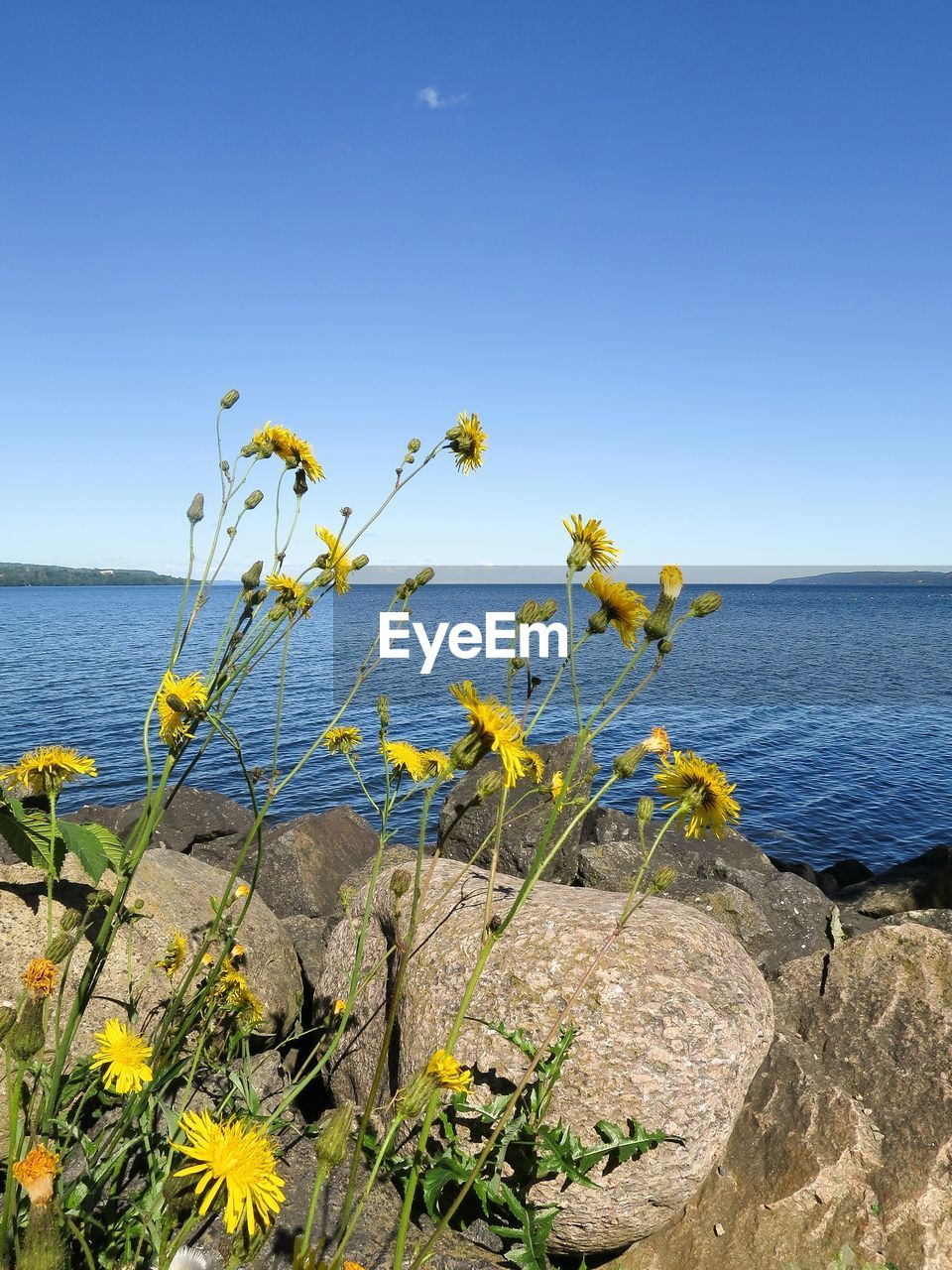 Flower growing on rocks against lake