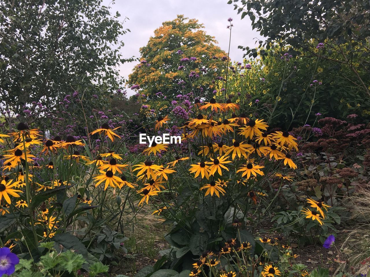 YELLOW FLOWERS BLOOMING ON TREE