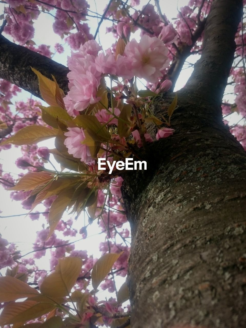 LOW ANGLE VIEW OF PINK BLOSSOMS ON TREE