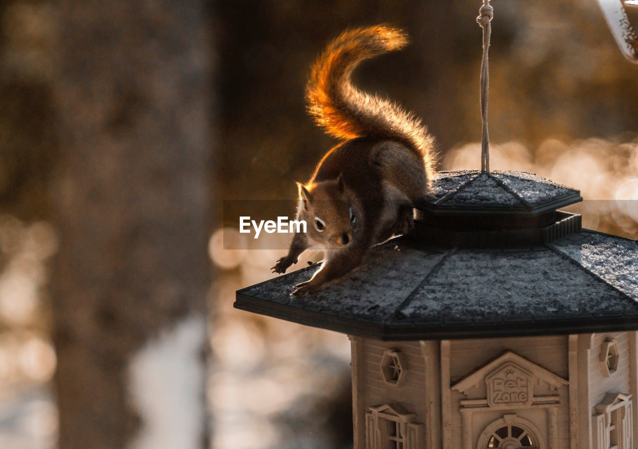 CLOSE-UP OF BIRD ON FEEDER