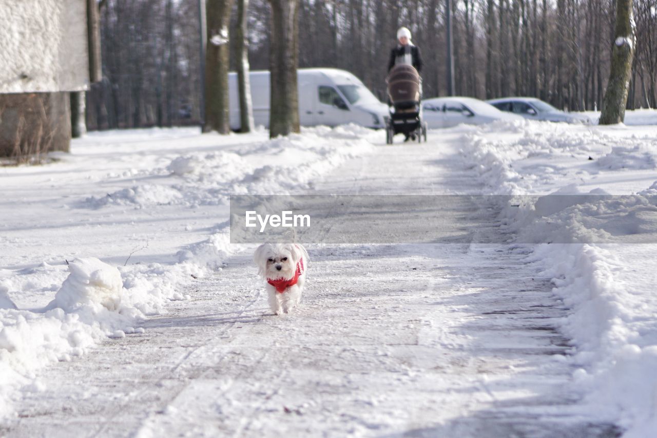 DOG RUNNING ON SNOW COVERED LANDSCAPE