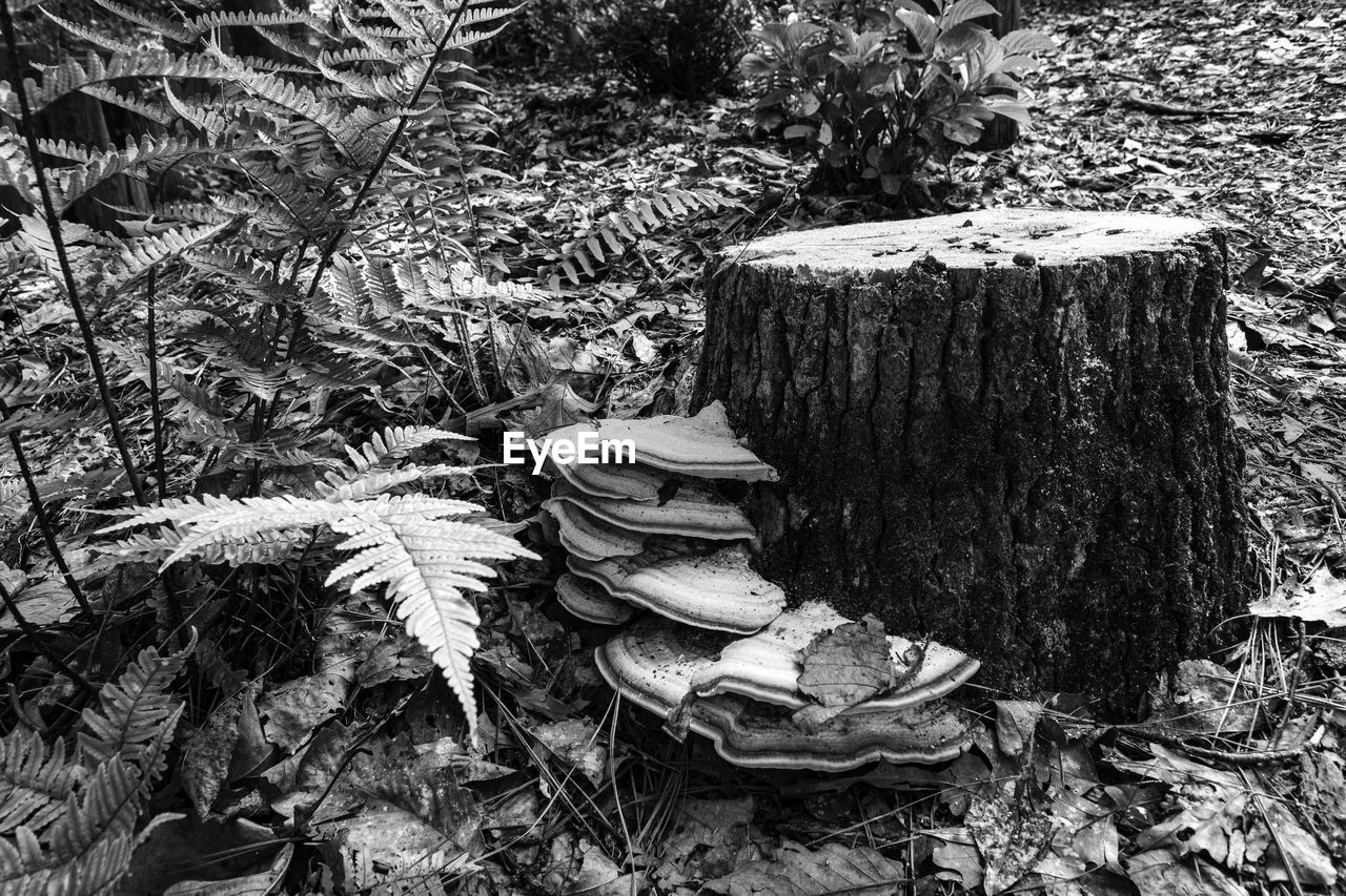 Black and white image of a tree stump with fungi - ganoderma applanatum-  growing on its base.
