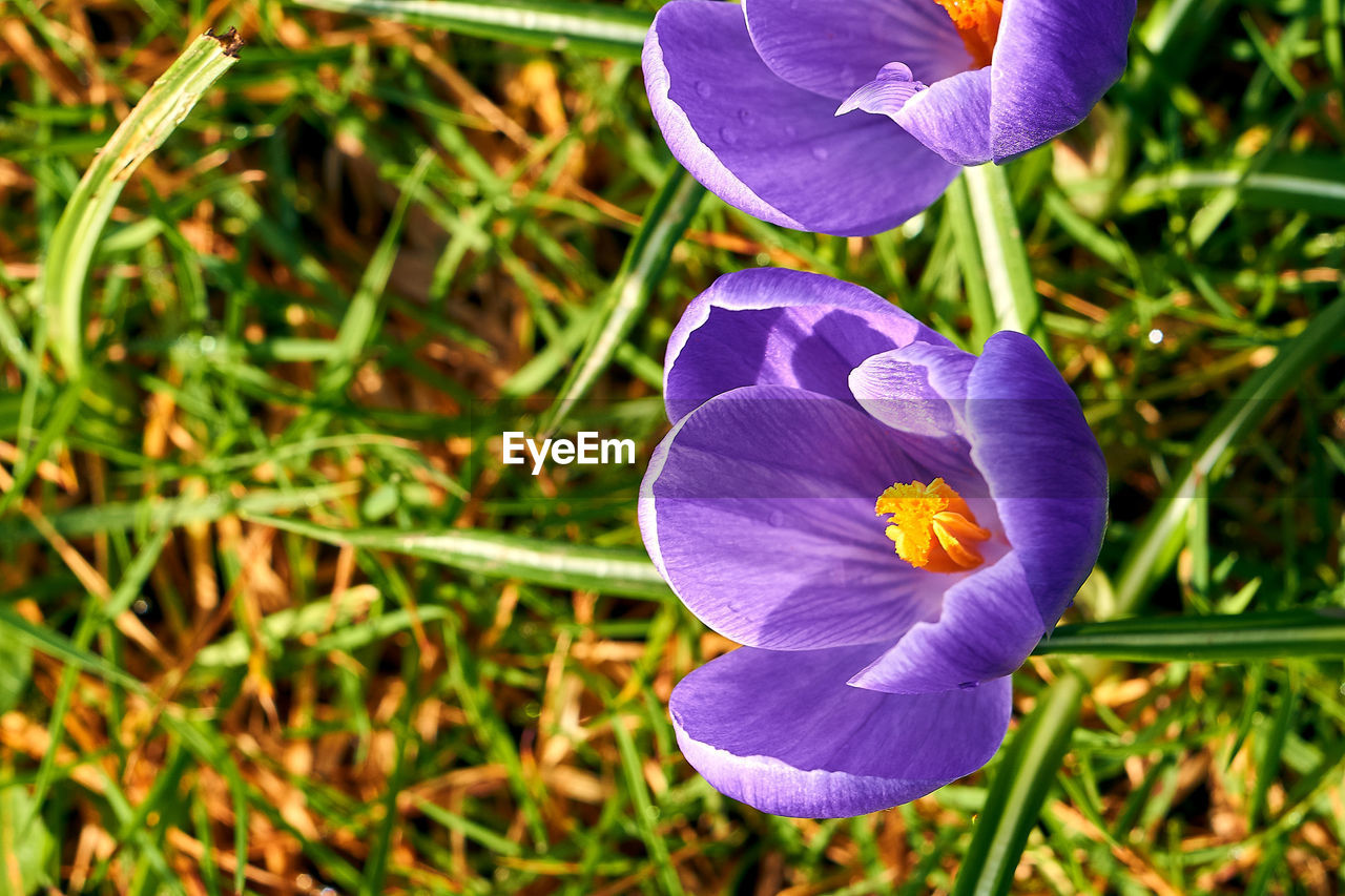 Close-up of purple crocus flower on field